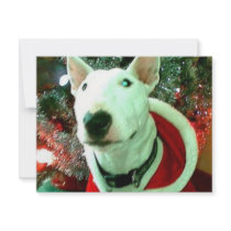 bull terrier christmas personalized announcements