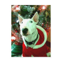 bull terrier christmas postcards