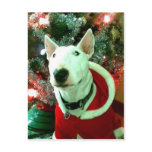 bull terrier christmas postcards