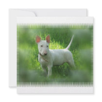Bull Terrier Invitation