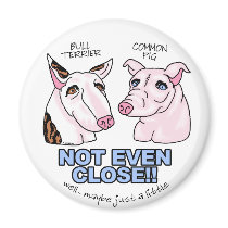 Bull Terrier NOT A Pig Magnet
