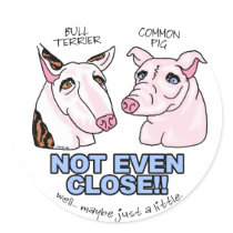 Bull Terrier NOT A Pig Round Sticker