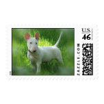 Bull Terrier Postage Stamp