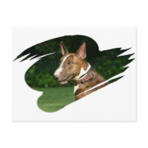 Bull Terrier Postcard