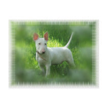 Bull Terrier Postcard