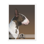 Bull terrier PostCard 2011