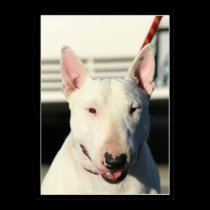 Bull Terrier poster posters