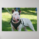 Bull Terrier Poster posters