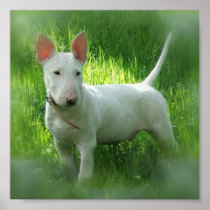 Bull Terrier Print