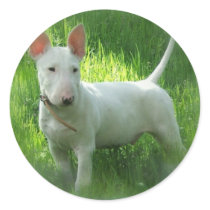 Bull Terrier Stickers