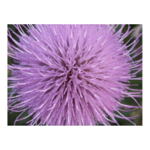 Bull Thistle 1 posters