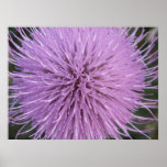 Bull Thistle 1 Posters