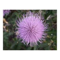 Bull Thistle 2 posters