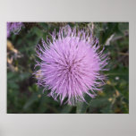 Bull Thistle 2 Poster