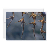 Bull thistle leaves covered with hoar-frost invitation