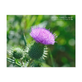 Bull Thistle Postcard