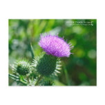 Bull Thistle postcards