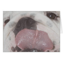 Bulldog 2 greeting cards
