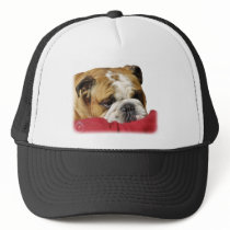 Bulldog 9W099D-003 hats by TraffordPhotos Bulldog 9W099D-003 hats