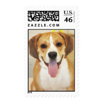 Bulldog-Beagle Mix Photo Postage Stamp