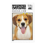 Bulldog-Beagle Mix Photo postage
