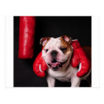 Bulldog Boxer Postcards