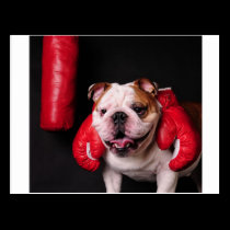 Bulldog Boxer postcards