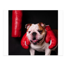 Bulldog Boxer Postcards