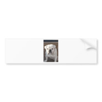 Bulldog bumper stickers by mariabellimages Bulldog bumper stickers