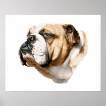Bulldog Bust Posters