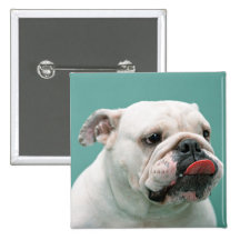 Bulldog Buttons