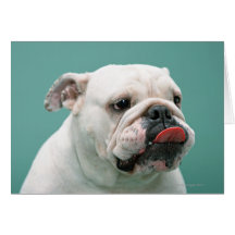Bulldog Cards