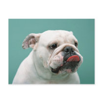 Bulldog Cards, Gifts, Postage Post Cards