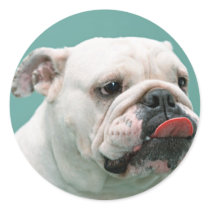 Bulldog Cards, Gifts, Postage Stickers