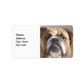 Bulldog Face - English Bulldog, Brown Custom Address Labels