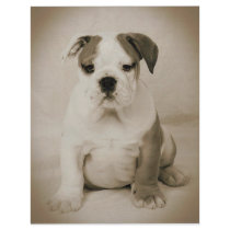 bulldog flyers by cjoy420 bulldog flyers