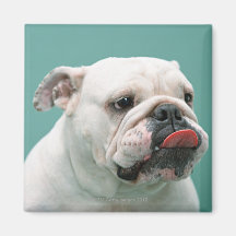 Bulldog Fridge Magnets