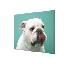 Bulldog Gallery Wrap Canvas