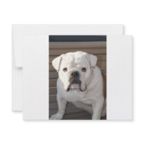 Bulldog invitations by mariabellimages Bulldog invitations