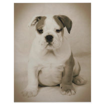 bulldog letterhead by cjoy420 bulldog letterhead