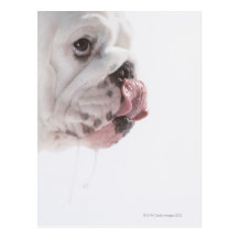 Bulldog Licking Post Cards