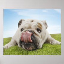 Bulldog Lying on Grass Licking Lips Posters