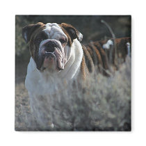 Bulldog Magnet