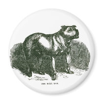 Bulldog Magnet