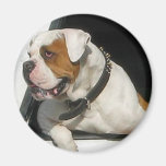 Bulldog Magnet