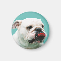 Bulldog Magnet