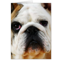 Bulldog Note Card