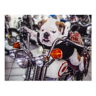 Bulldog on Motorcycle Postcards