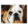Bulldog Photo