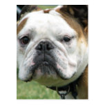 Bulldog Photo Postcard